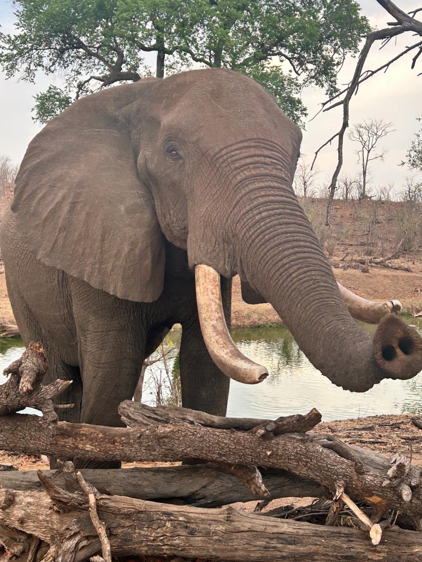 Elephant